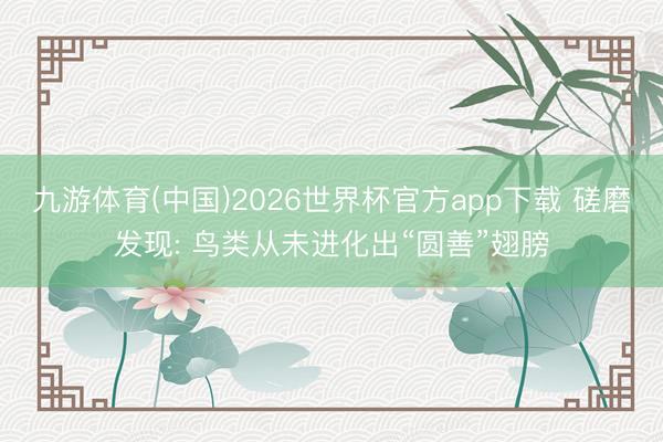 九游体育(中国)2026世界杯官方app下载 磋磨发现: 鸟类从未进化出“圆善”翅膀